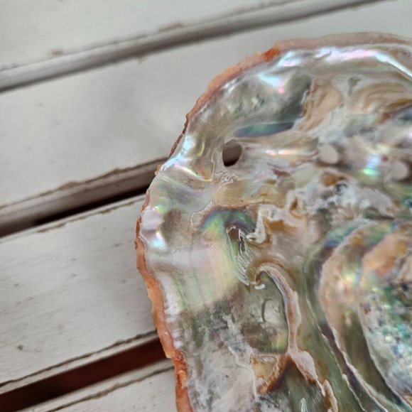 Abalone Shell - Picture 4 of 7